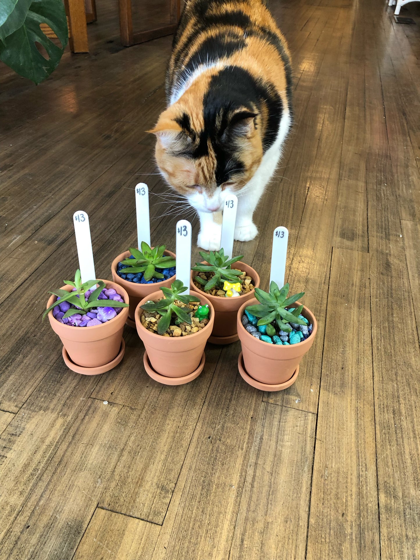 Small succulent planter