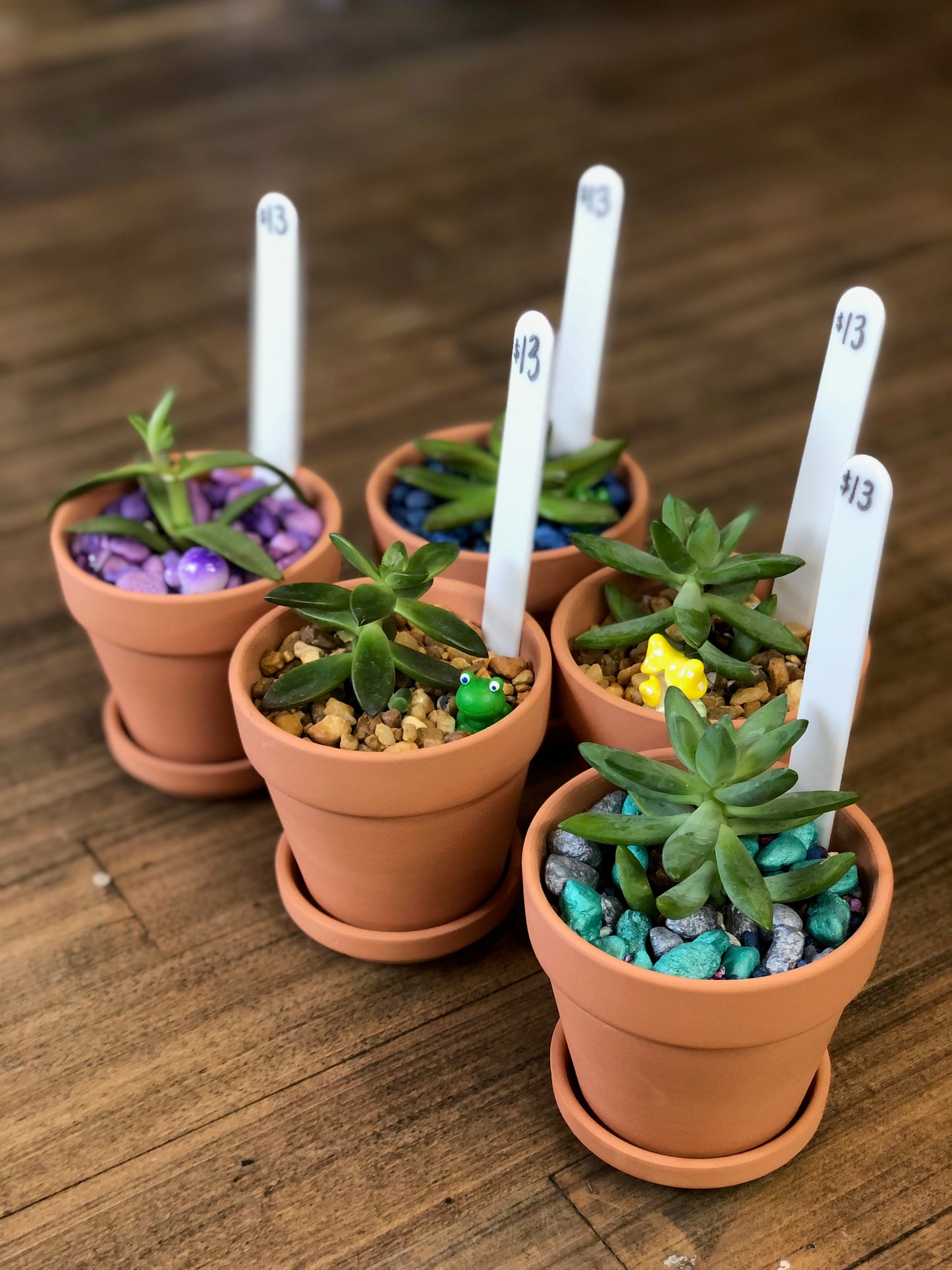 Small succulent planter