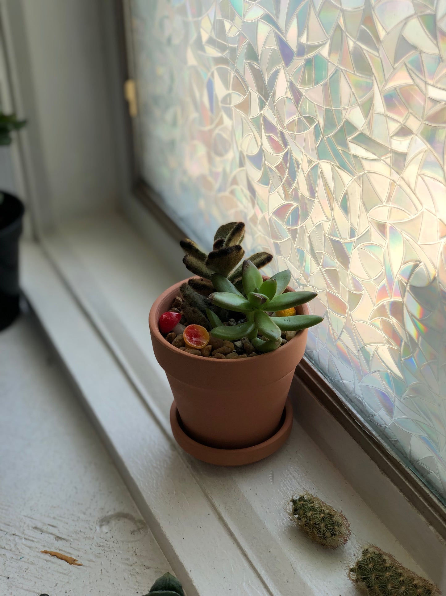 Small bearpaw planter