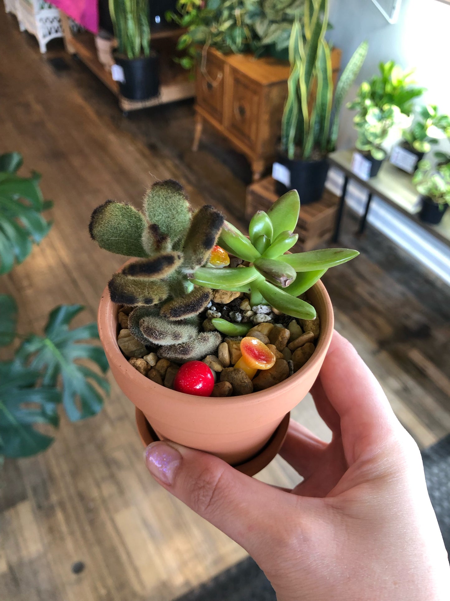 Small bearpaw planter