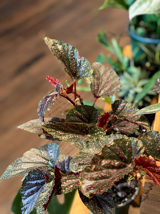 “Pink spot” begonia