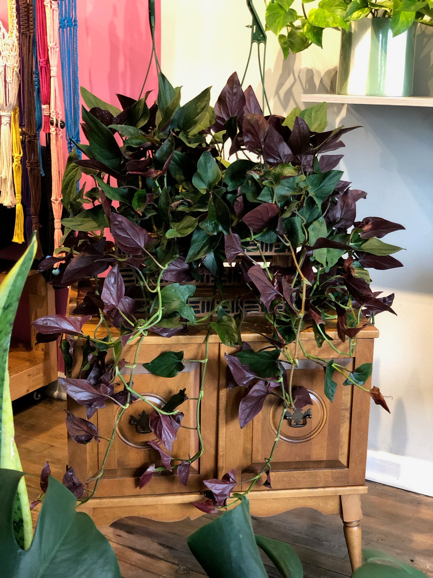 Syngonium red arrow