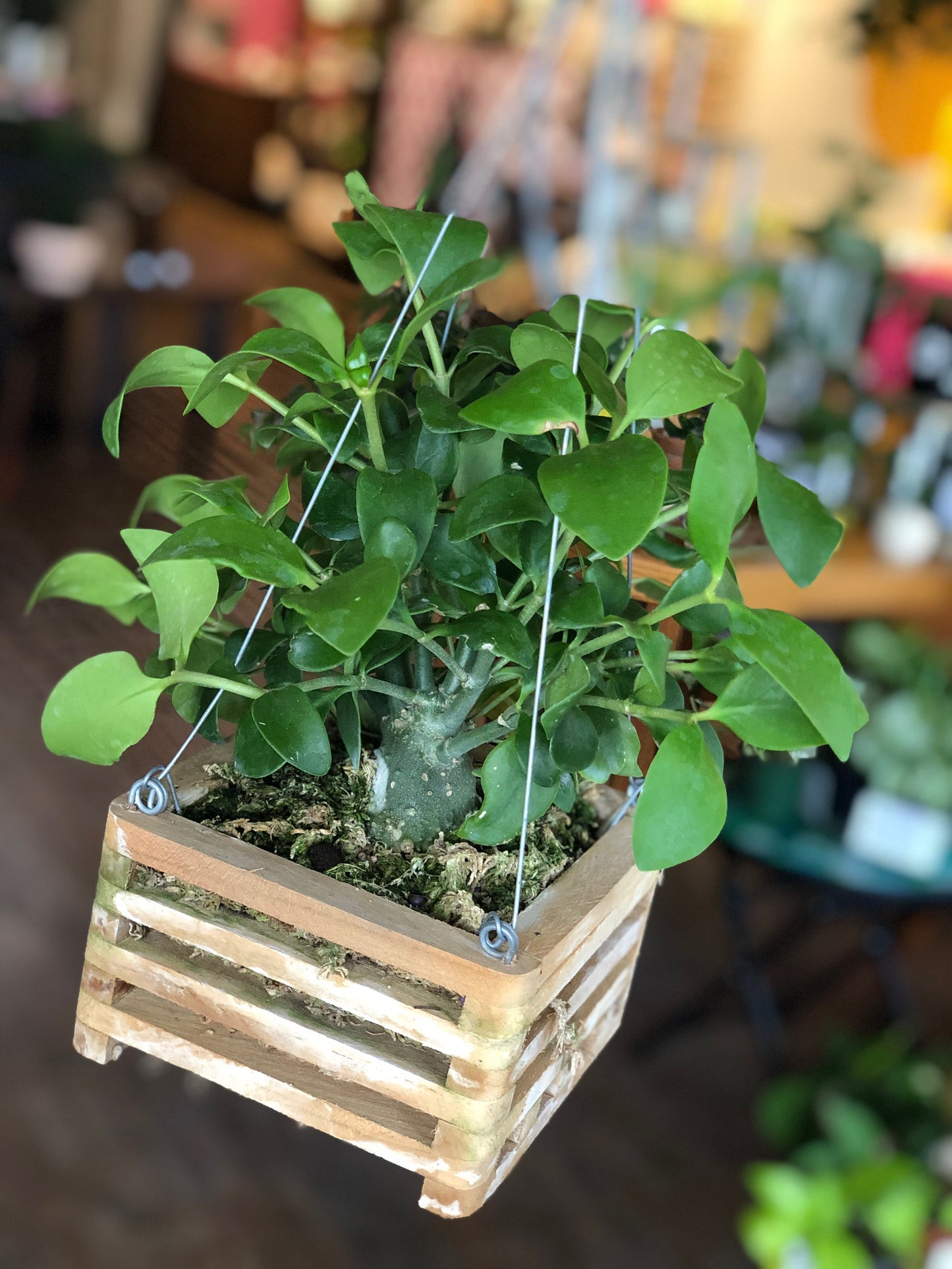 Ant plant - hydnophytum papuanum