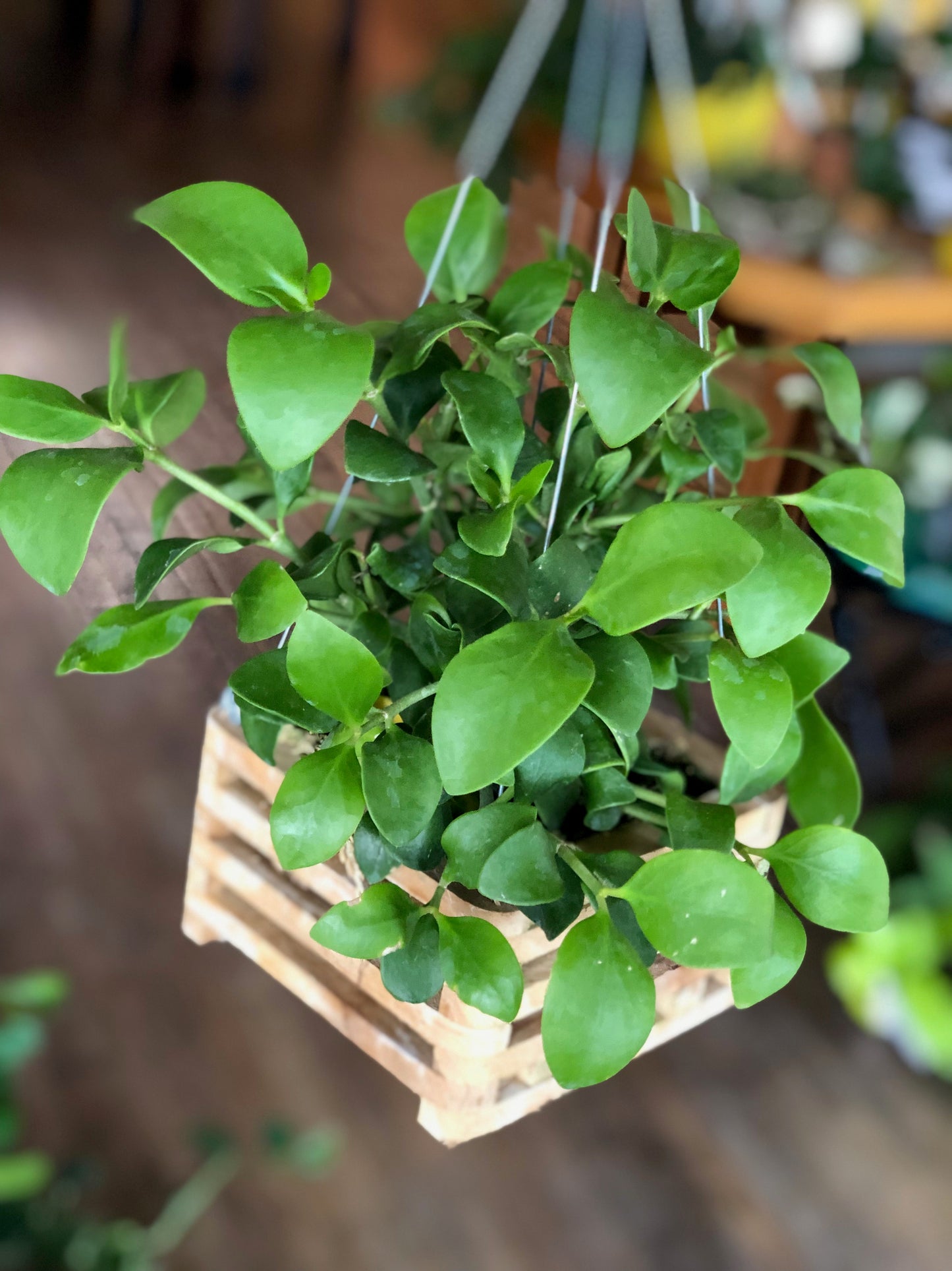 Ant plant - hydnophytum papuanum