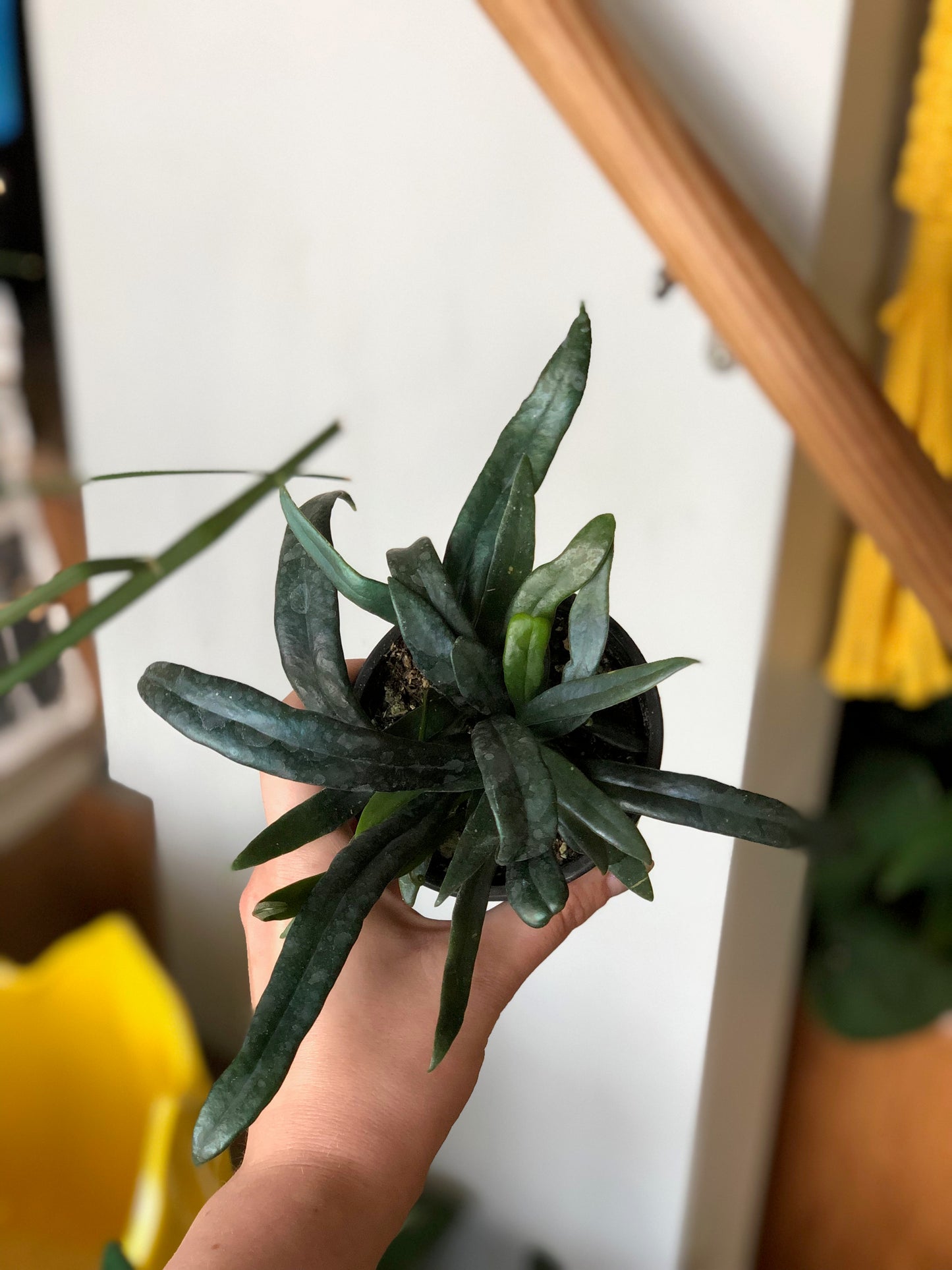 Blue oil fern