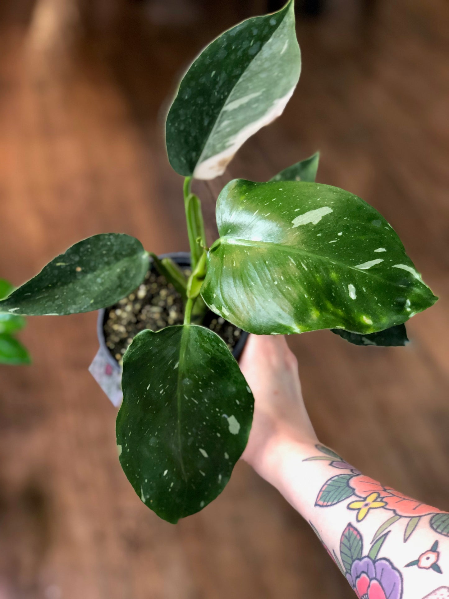Philodendron white wizard