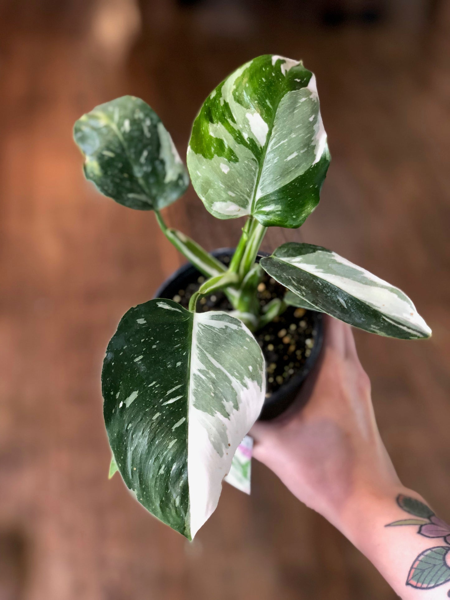 Philodendron white wizard