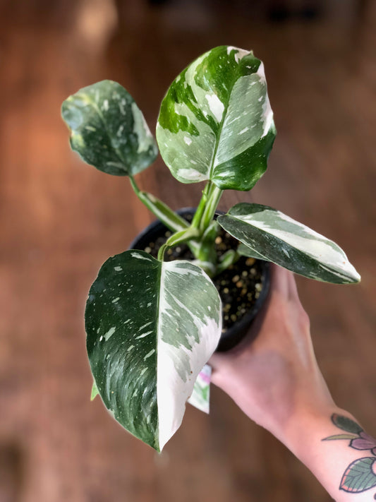 Philodendron white wizard