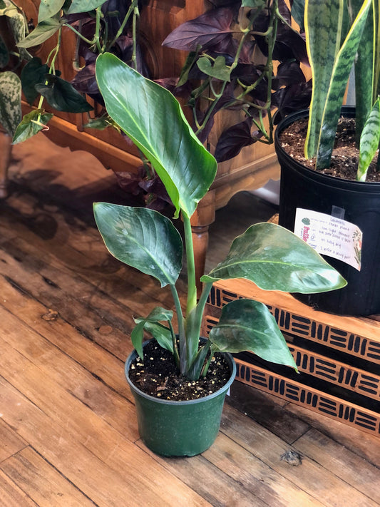 Bird of paradise (orange flower)