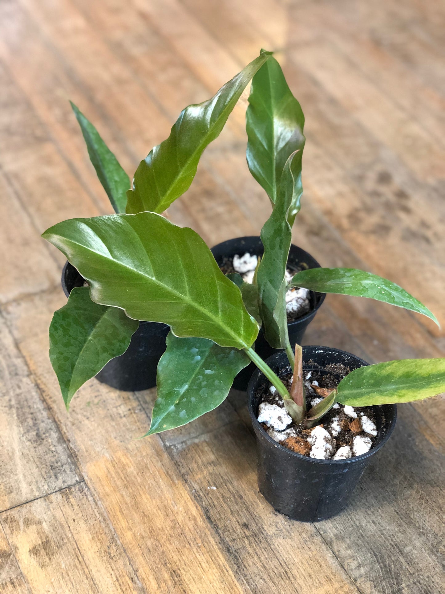 Philodendron “caramel Pluto”