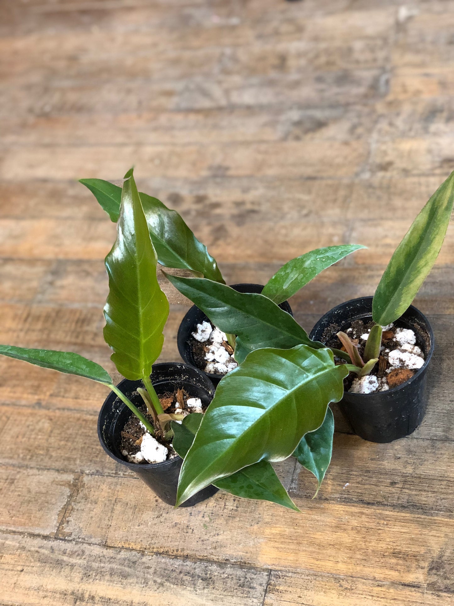 Philodendron “caramel Pluto”