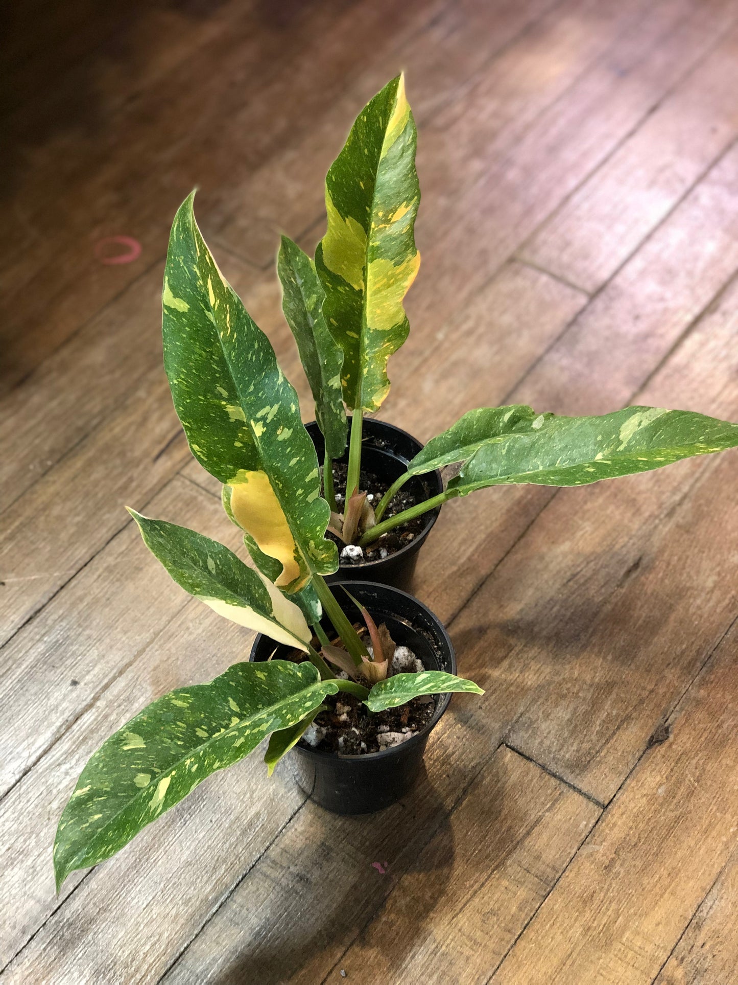 Philodendron ring of fire