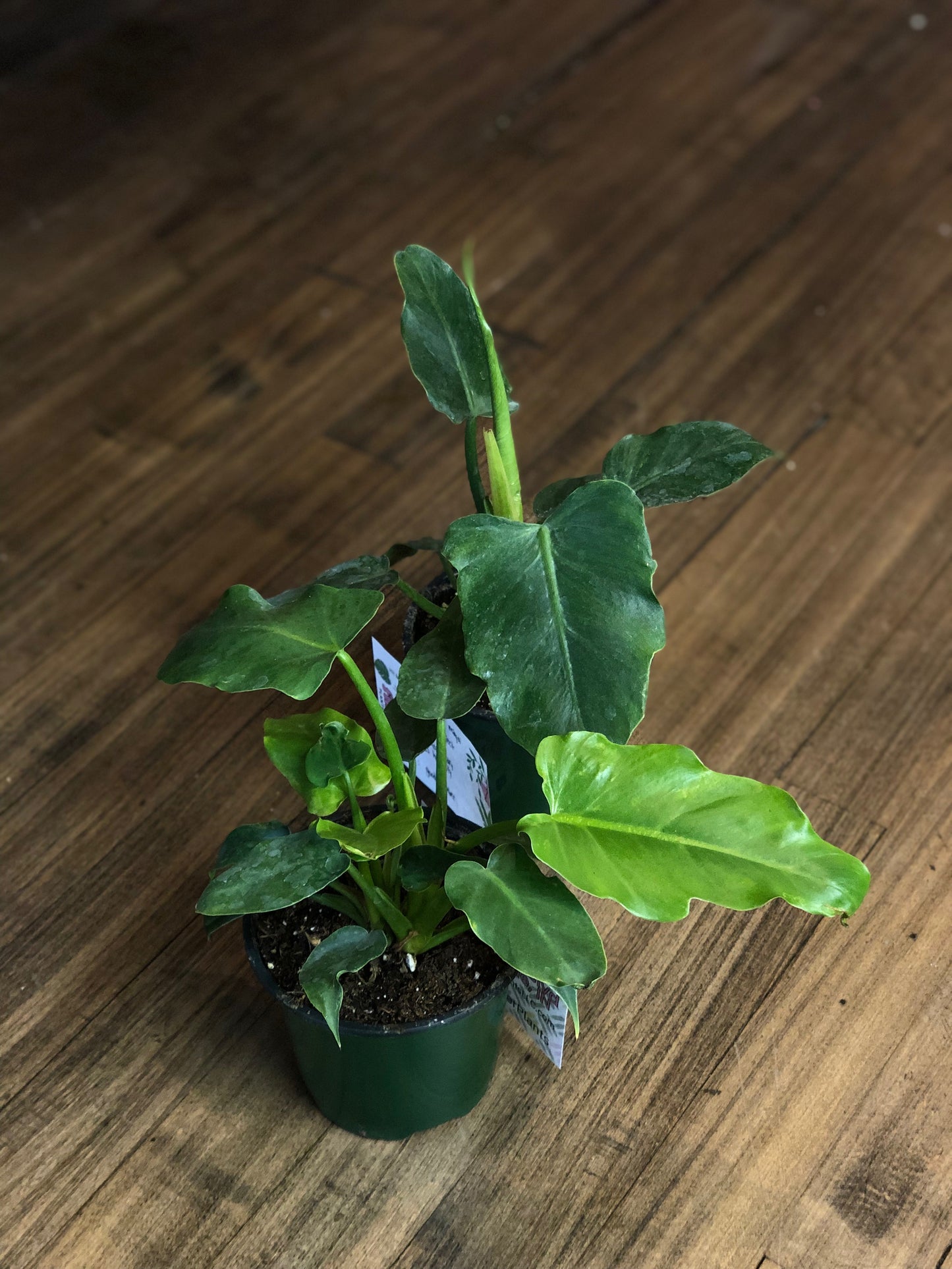 Philodendron mayoi