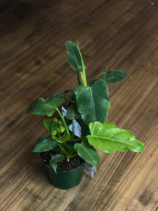 Philodendron mayoi