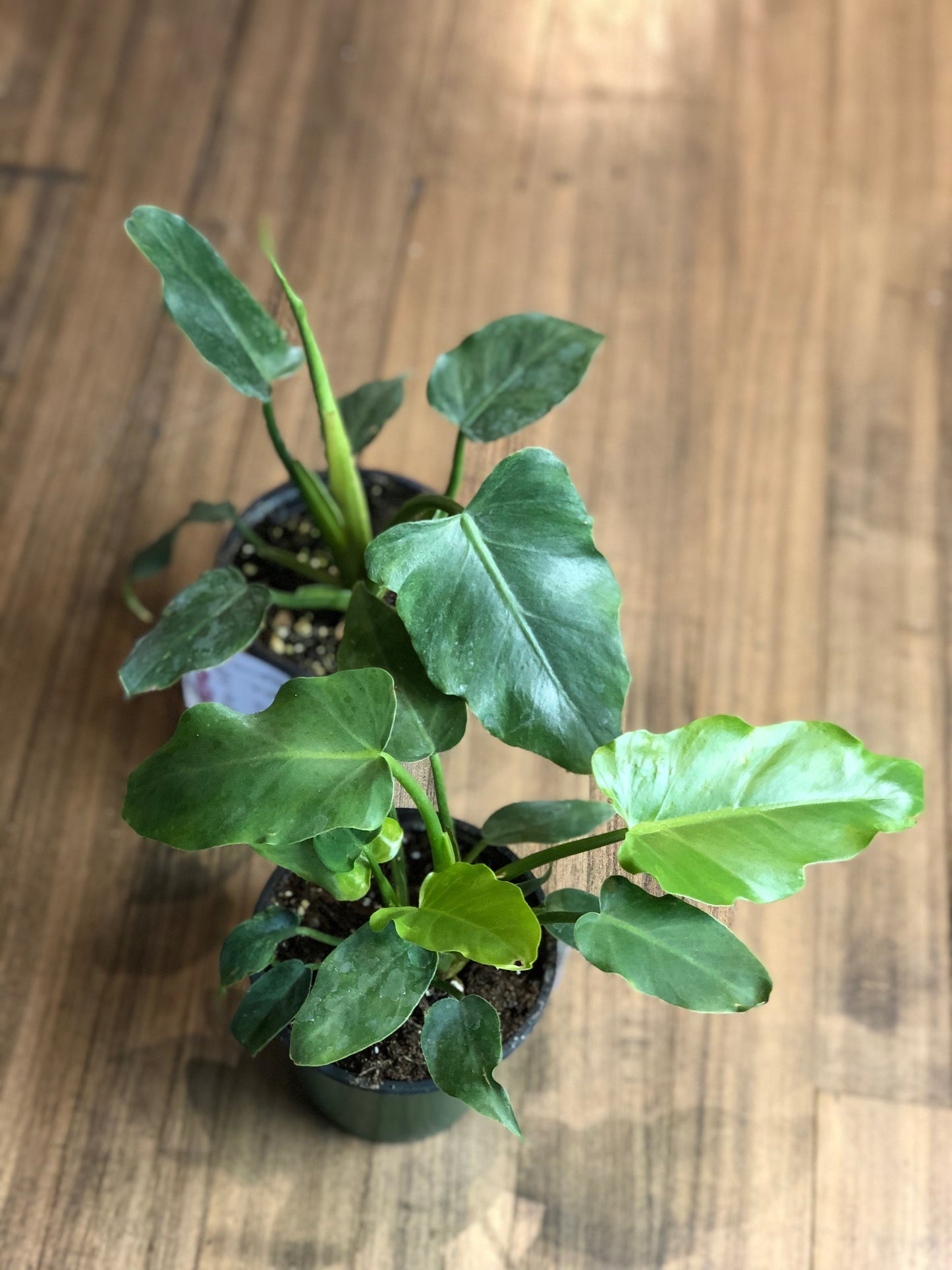 Philodendron mayoi