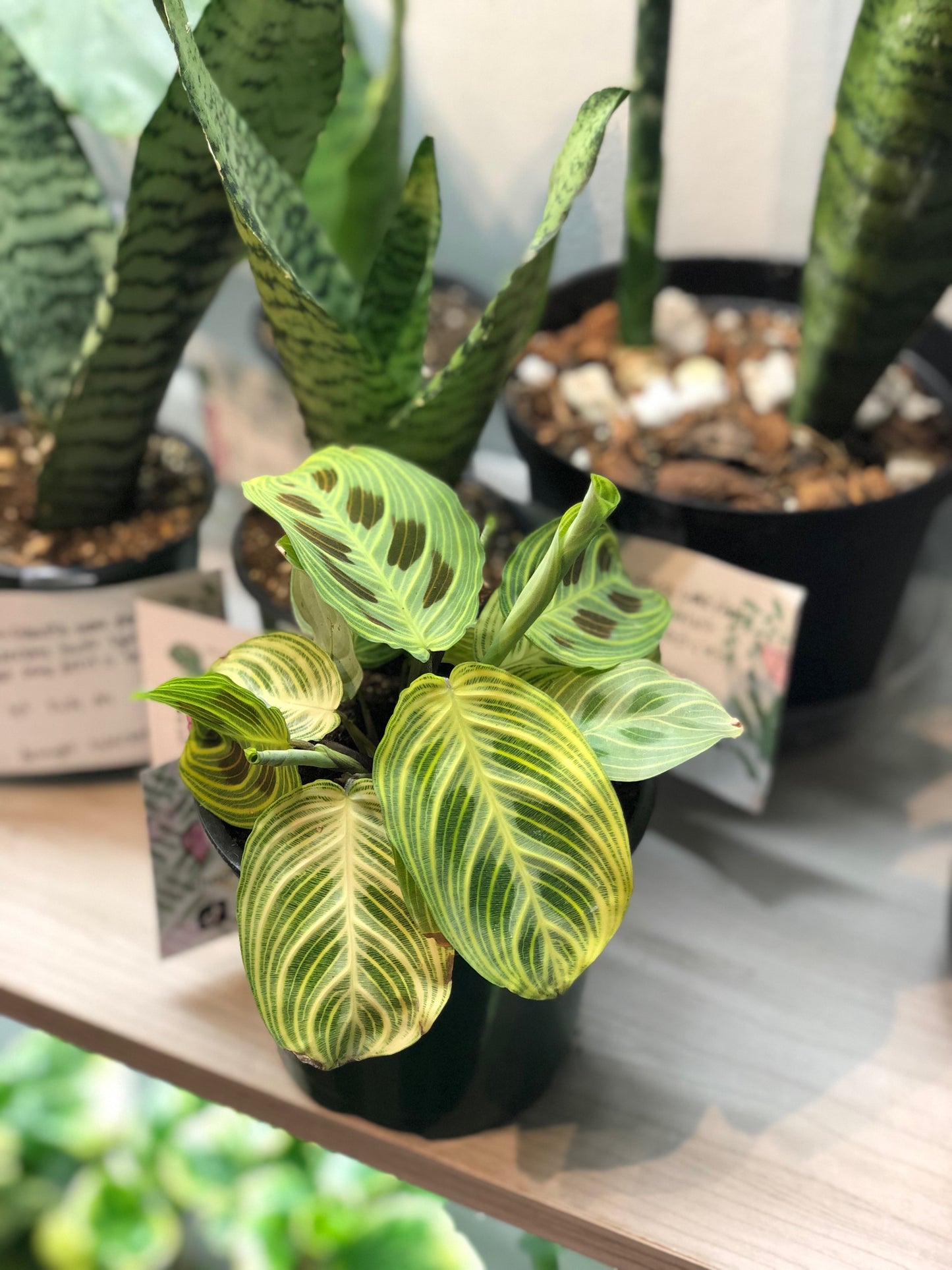 Maranta “fantasy”