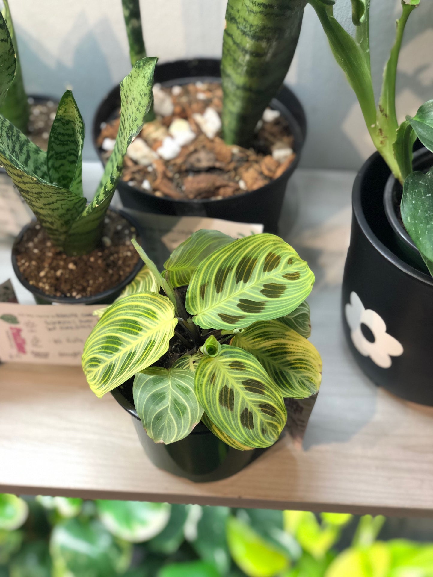 Maranta “fantasy”