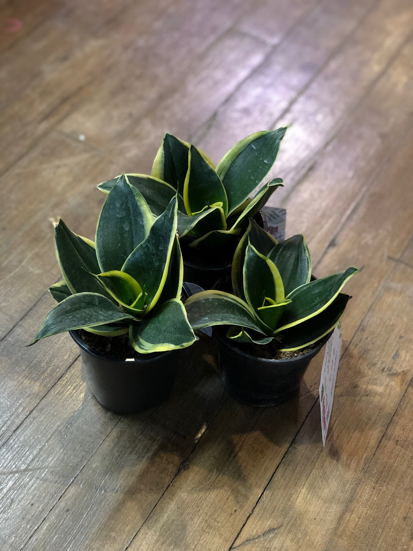 Jade pagoda birdsnest snake plant