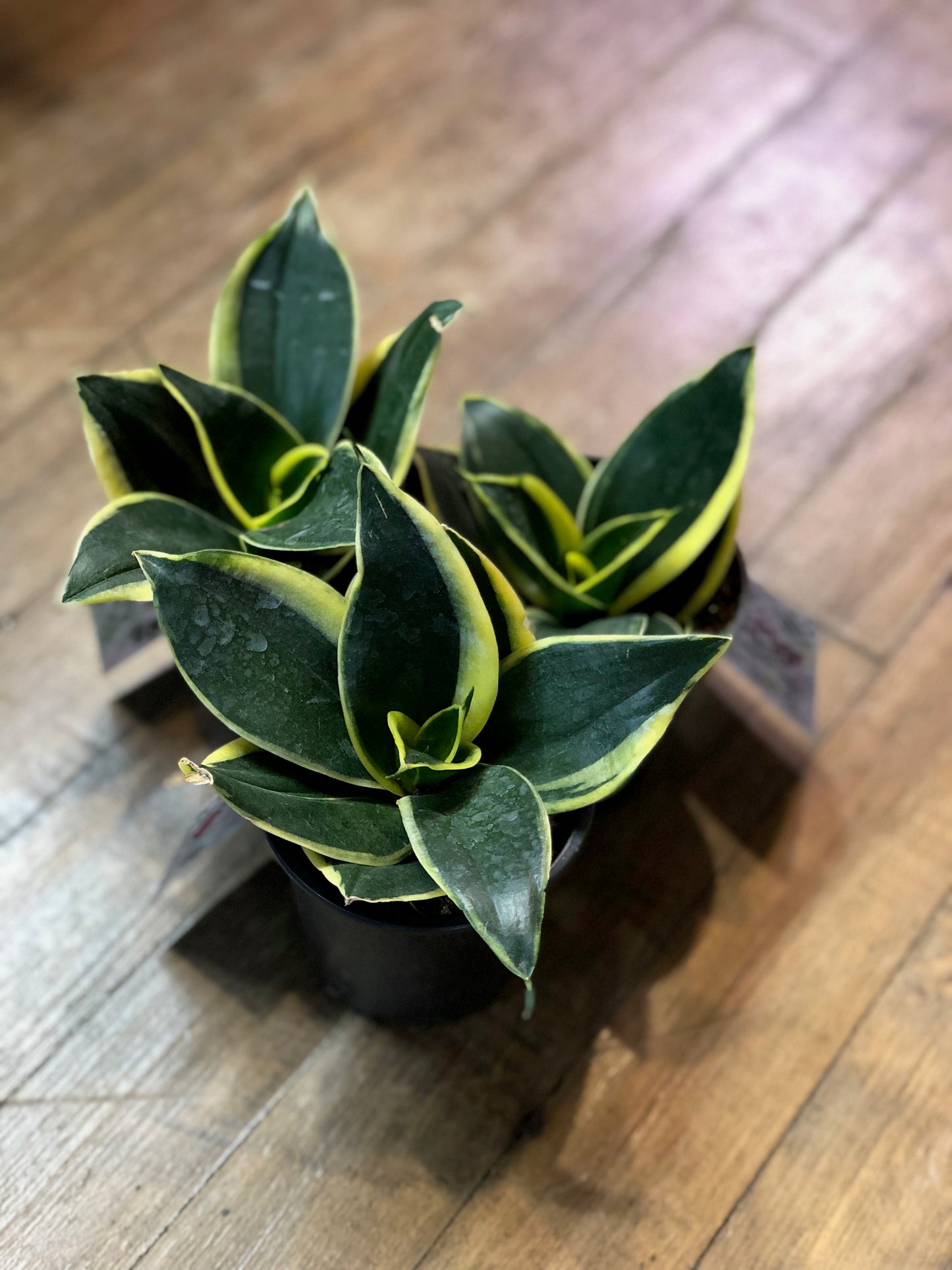Jade pagoda birdsnest snake plant