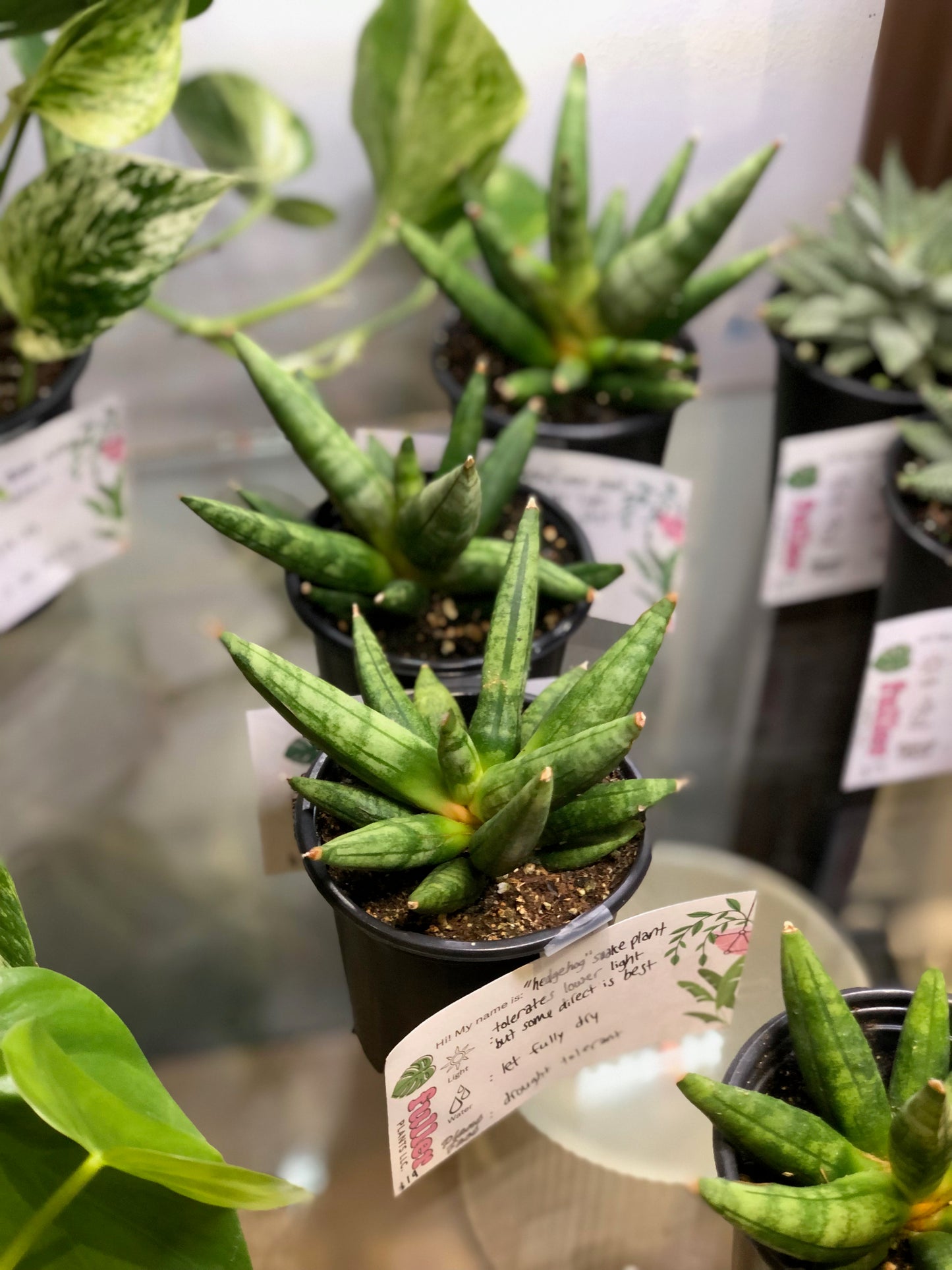 Hedgehog snake plant