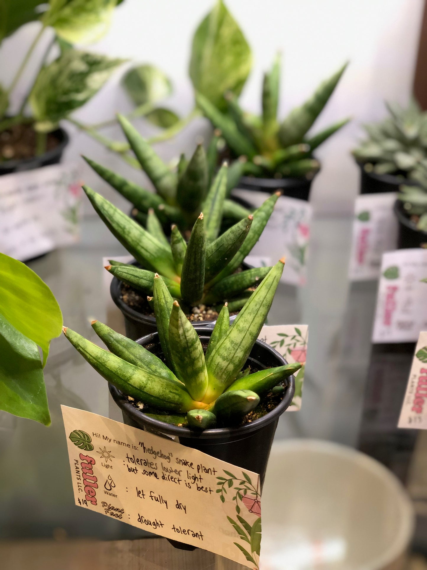 Hedgehog snake plant
