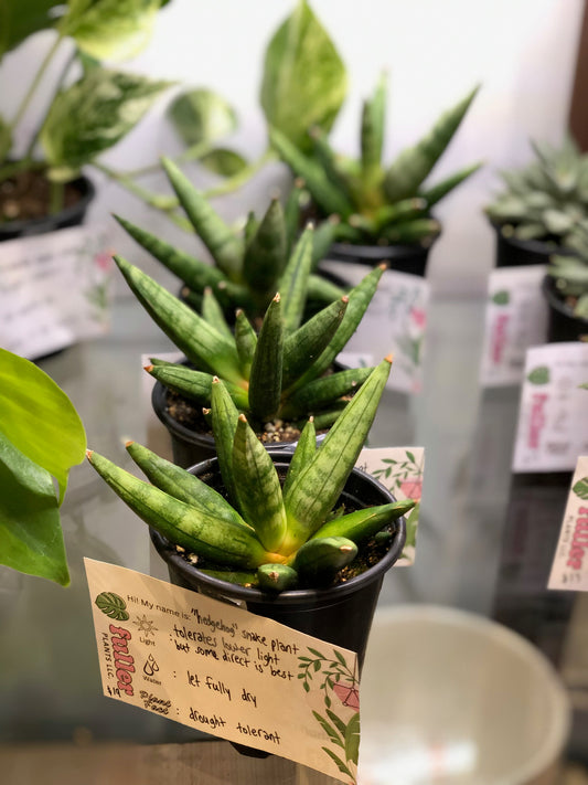 Hedgehog snake plant