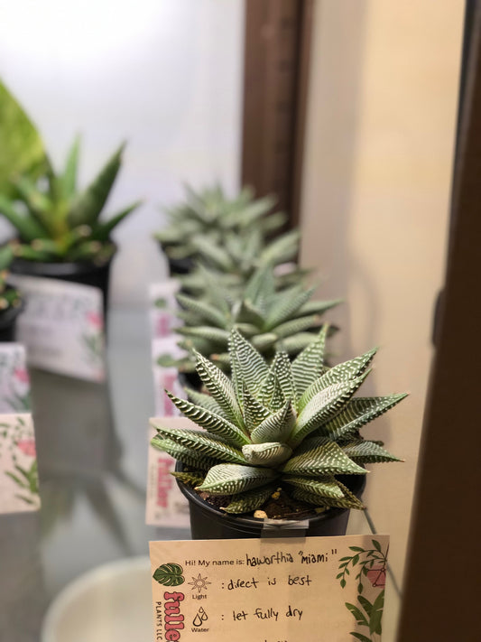 Haworthia “Miami”