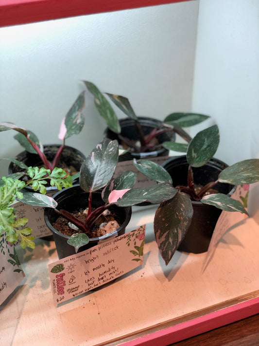 Pink princess philodendron