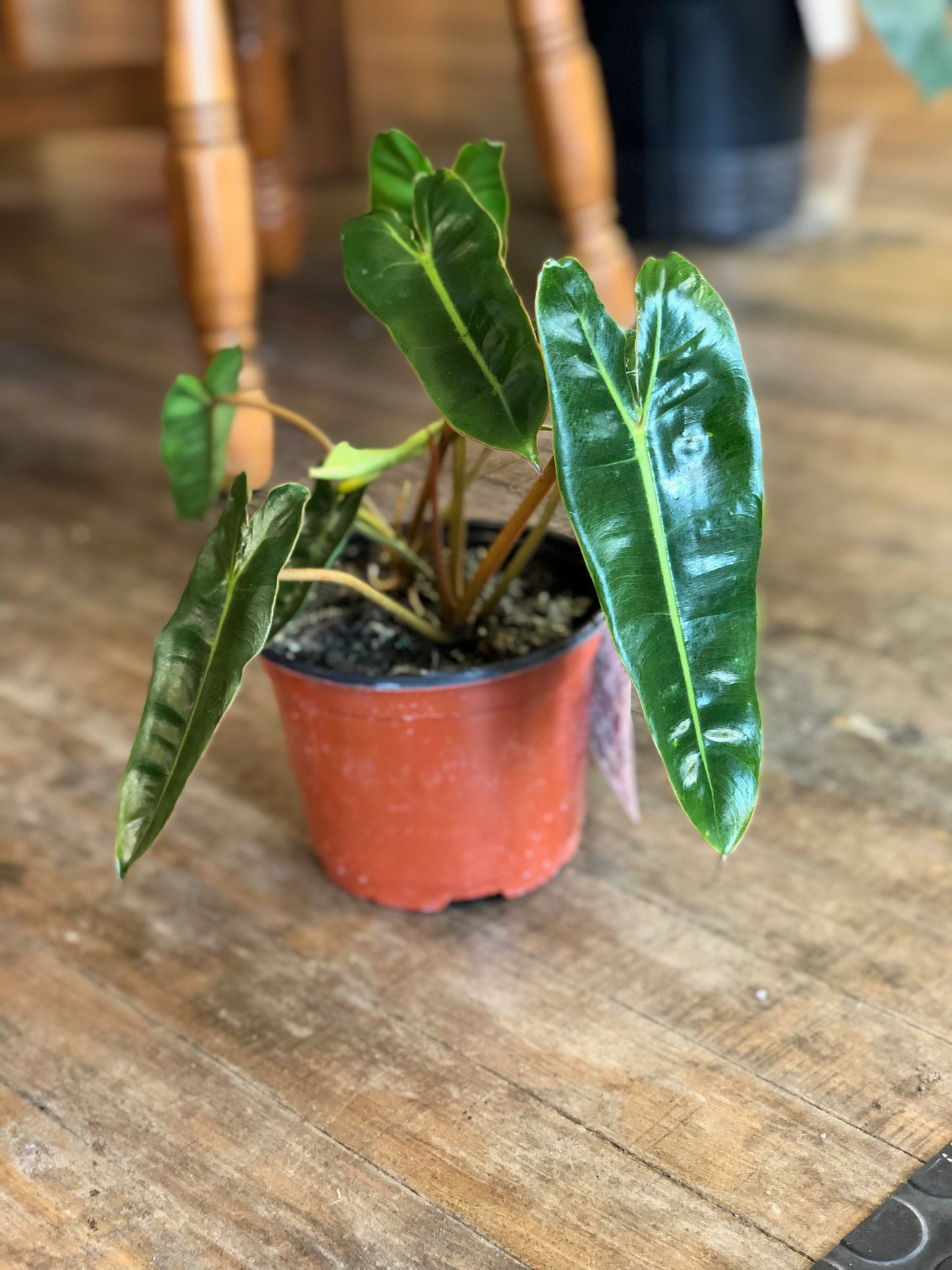Philodendron billietiae