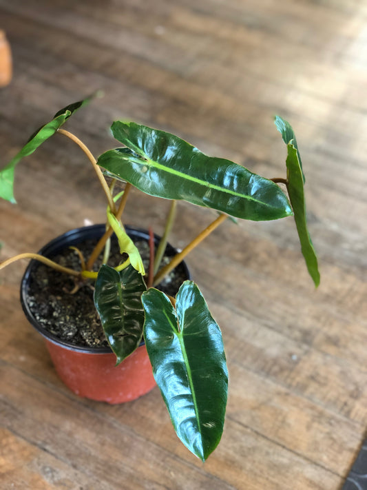 Philodendron billietiae