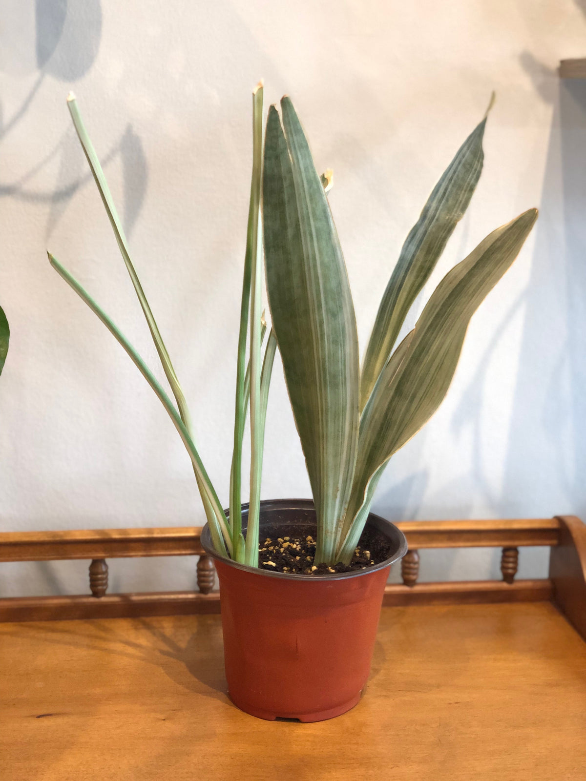 Sayuri snake plant