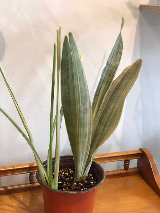 Sayuri snake plant