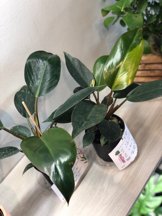 Philodendron red Congo