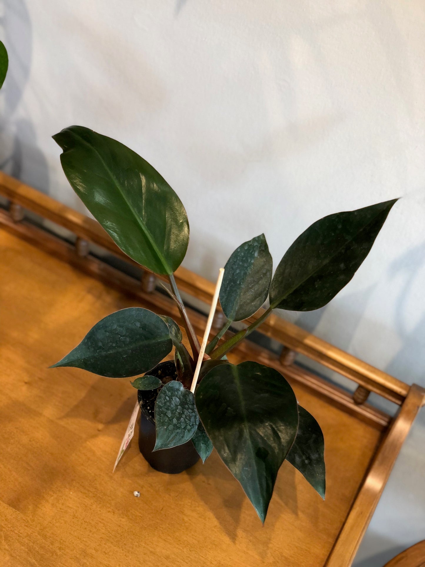 Philodendron red Congo