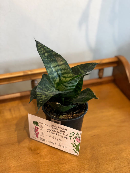 Green birds nest snake plant