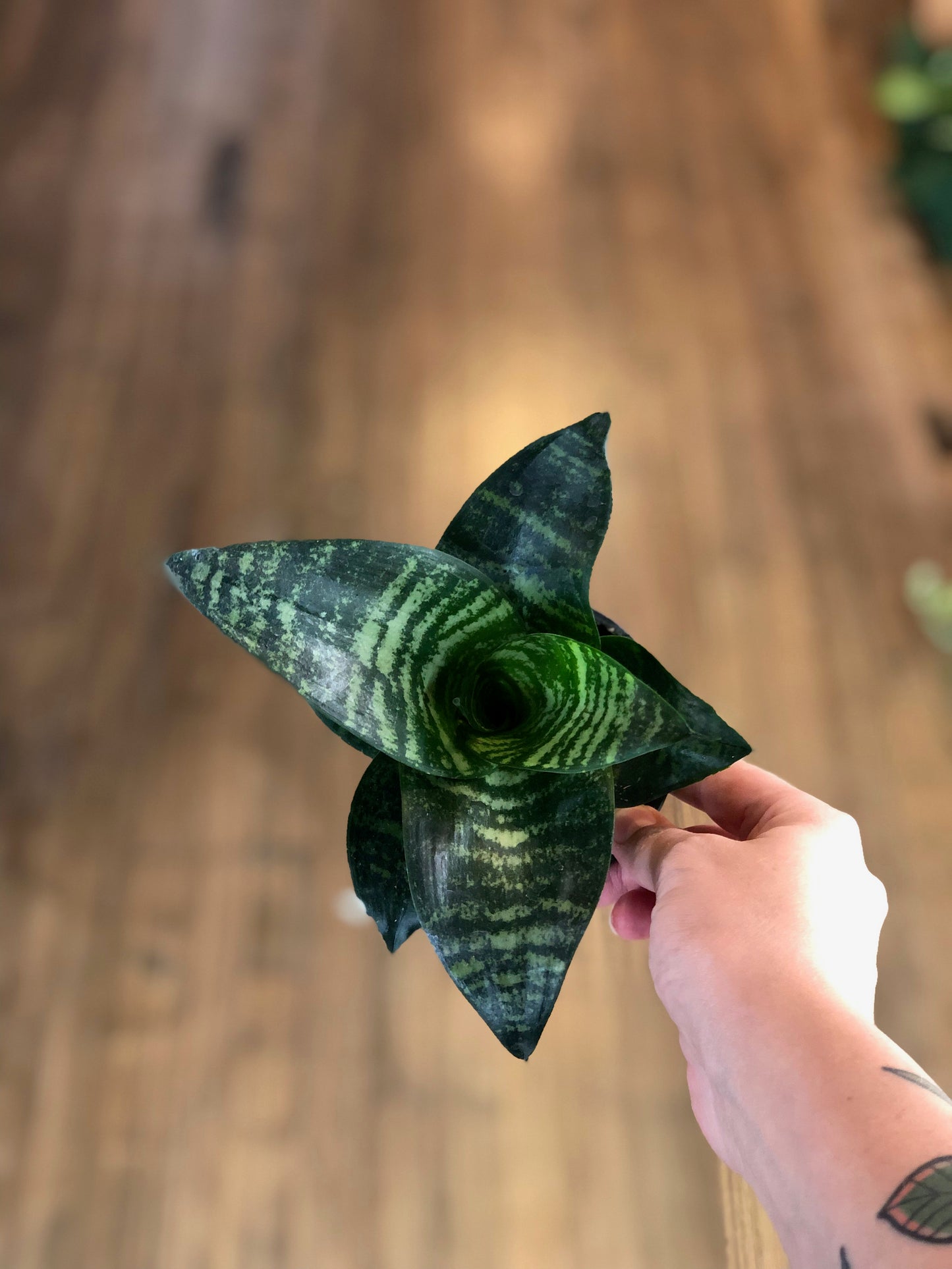 Green birds nest snake plant
