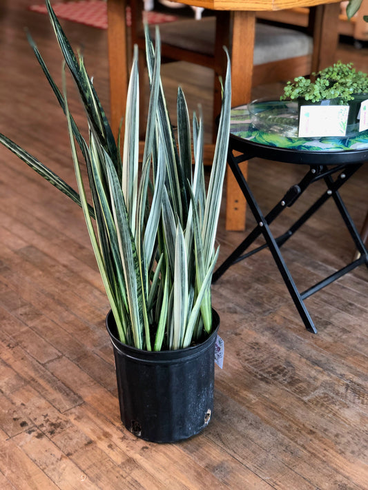 Bantel’s sensation snake plant