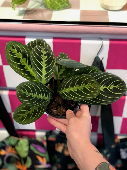 Maranta “lemon”
