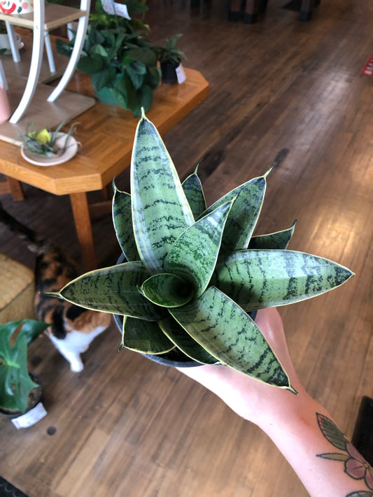 Silver star power snake plant
