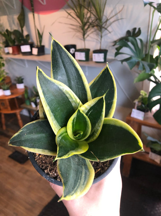 Black star power snake plant