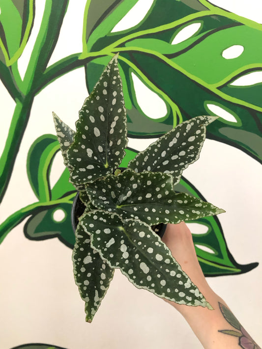Spotlight begonia