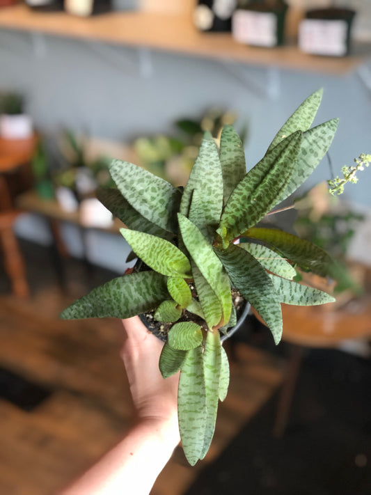Silver squill (ledebouria socialis)