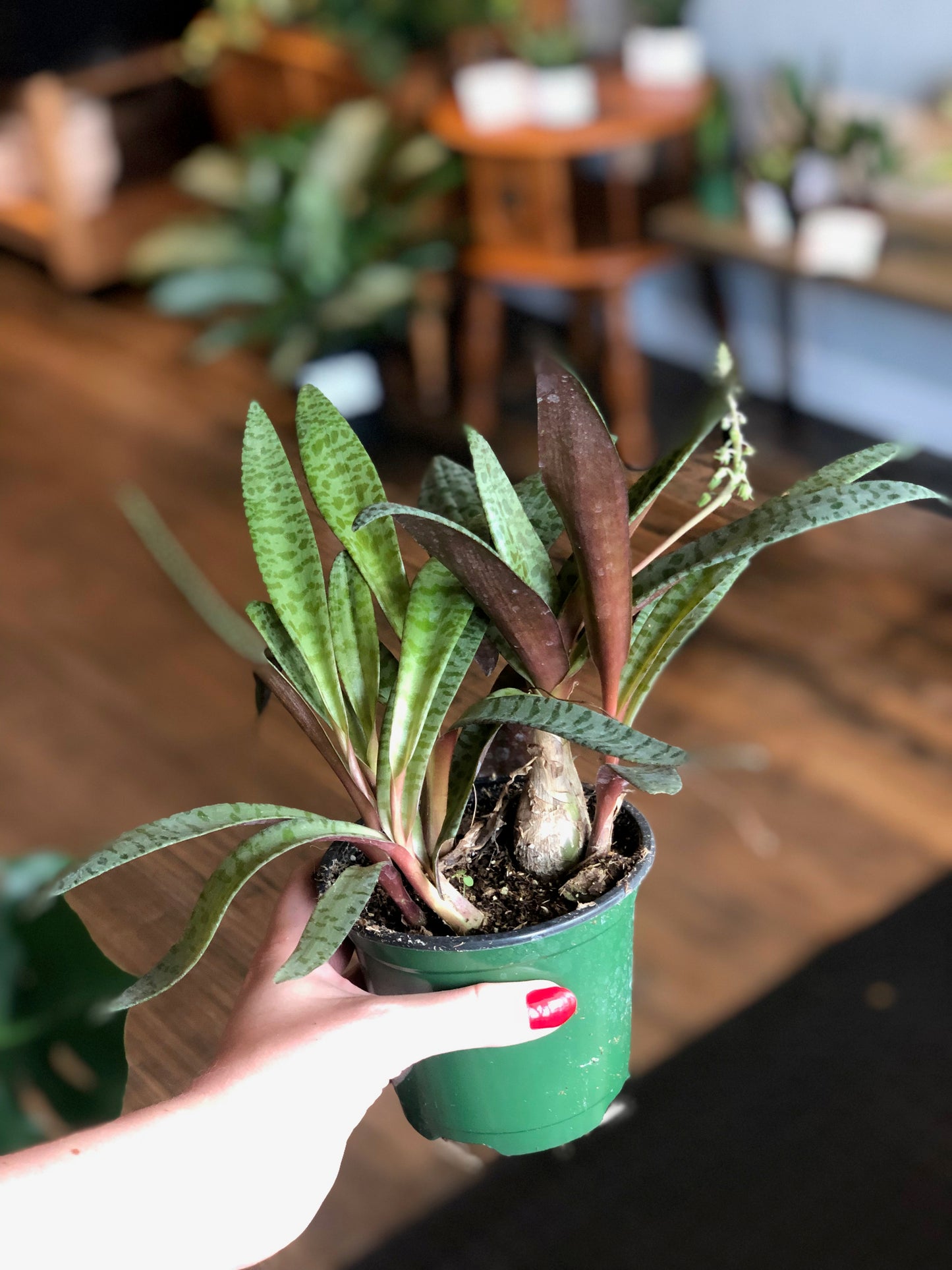 Silver squill (ledebouria socialis)