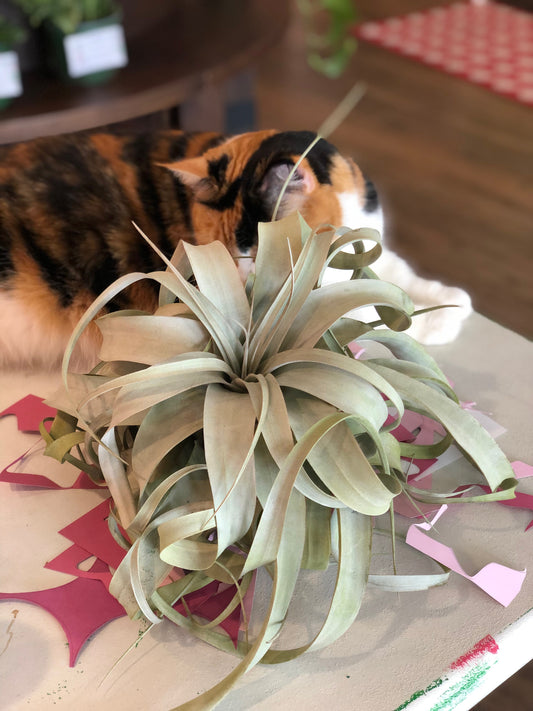 Tillandsia xerographica