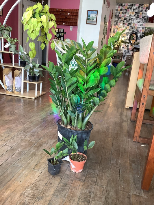 ZZ Plant