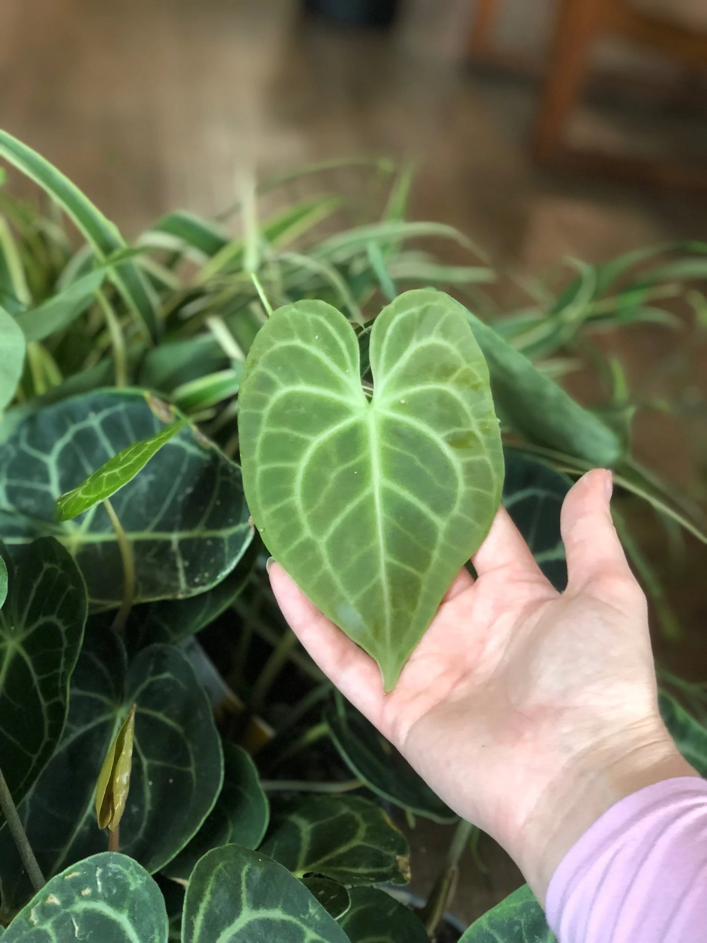 Anthurium clarinervium
