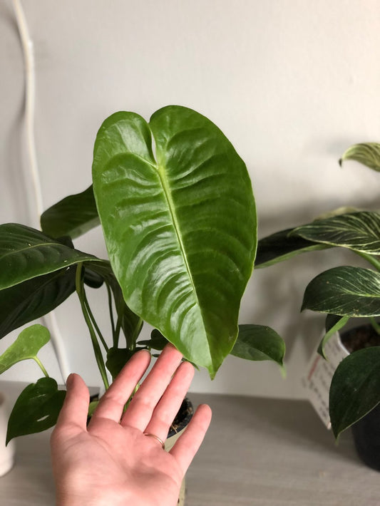 Anthurium veitchii king
