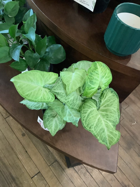 Assorted syngonium