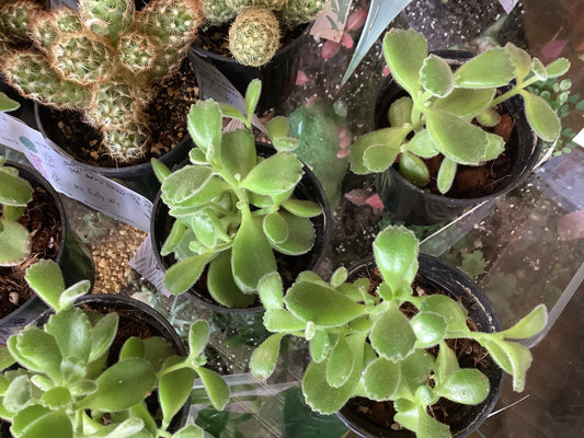 Bearpaw succulent
