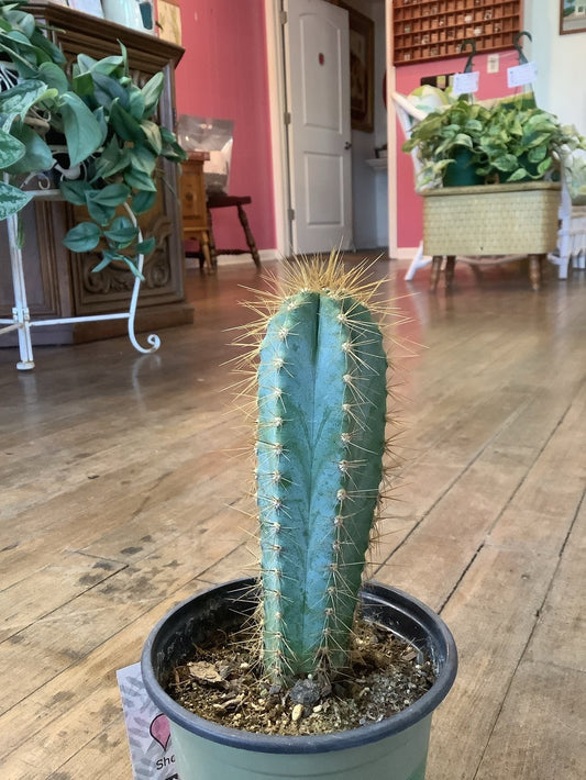 Blue torch cactus